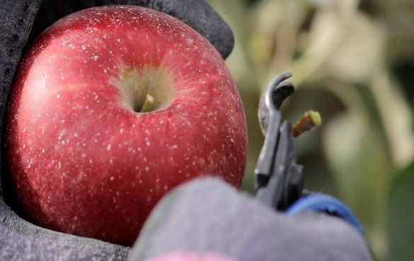 新的宇宙酥（Cosmic Crisp）苹果能保存更久