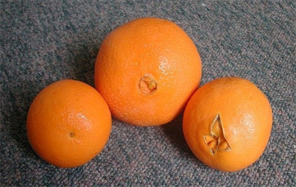 脐橙的起源地在哪儿？
