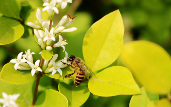 三叶草蜂蜜的功效和作用