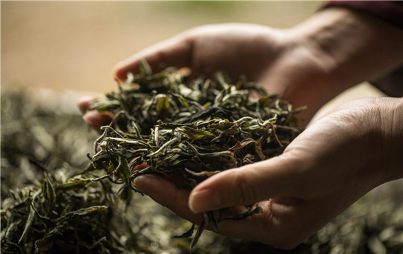 白茶的功效与作用-白茶属于什么茶？