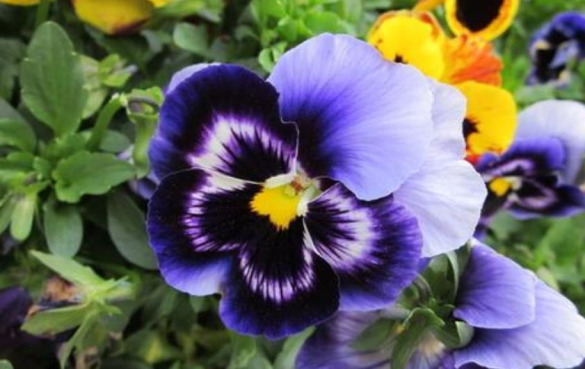 11种具有潜在保健功效的食用花卉