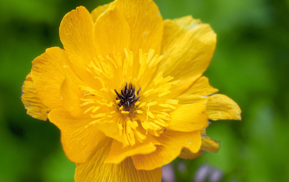 11种具有潜在保健功效的食用花卉
