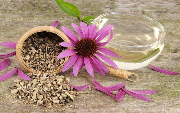 紫锥菊茶的7个健康功效