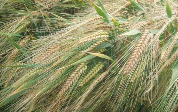 大麦水的功效与作用
