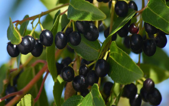 马基莓的10个功效作用，有副作用吗？