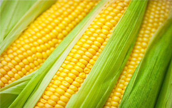 甜玉米是转基因的吗？有什么健康功效与作用？