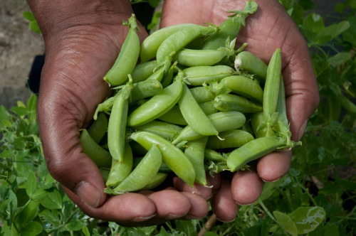 甜豌豆是什么样的？有什么健康功效与作用？