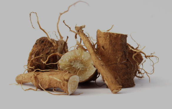菊苣根的5大健康功效与作用